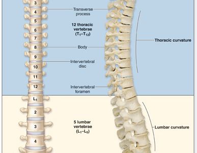 معلومات عن العمود الفقري